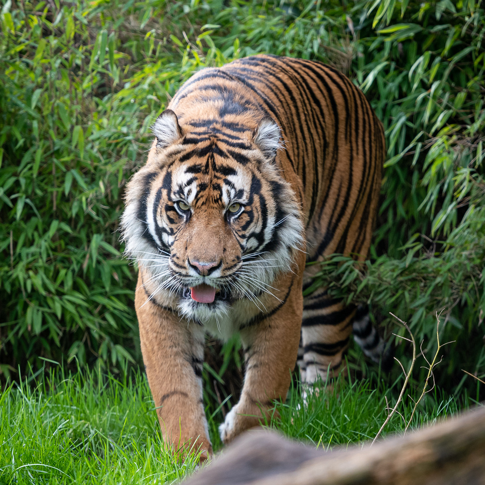 Sumatran tiger (Panthera tigris sondaica)