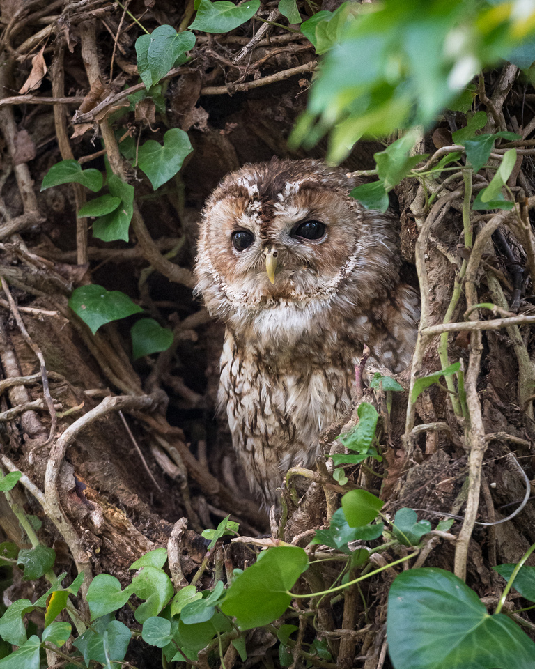 Tawny owl (Strix aluco)