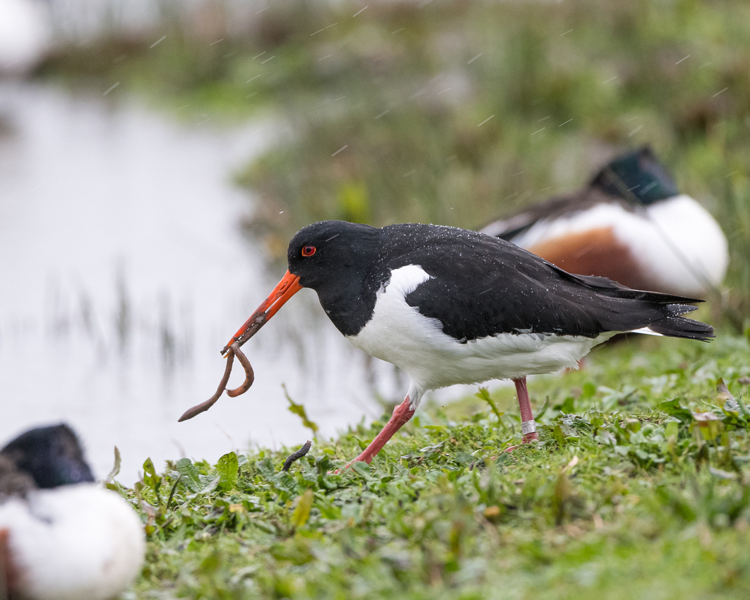 Pied oystercatcher (Haematopus longirostris)