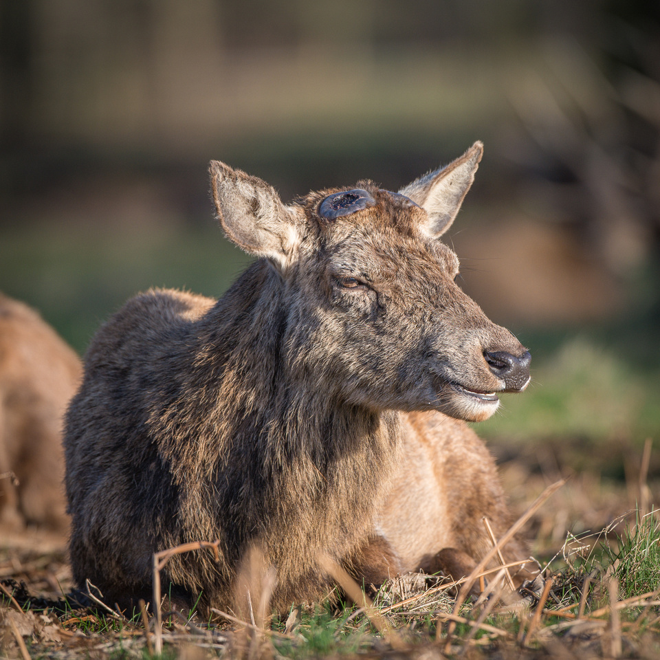 Red deer minus his antlers!