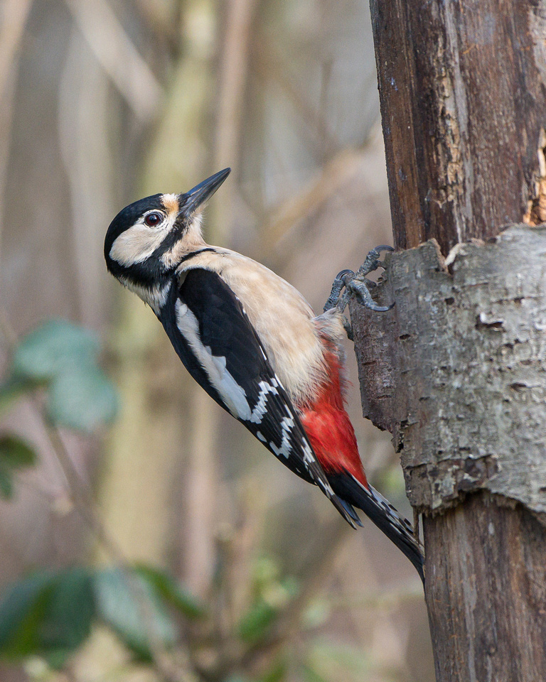 Great spotted woodpecker (Dendrocopos major)