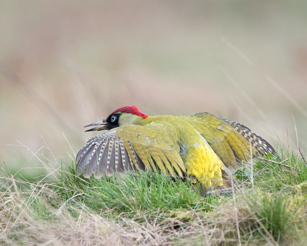 'Displaying' green woodpecker