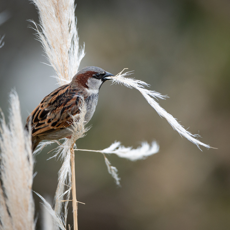 House sparrow (Passer domesticus)