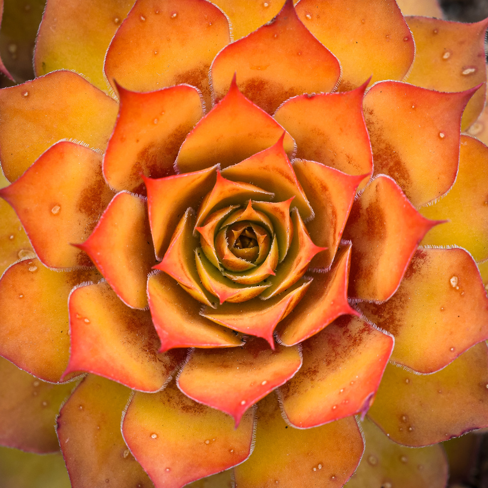 Sempervivum 'Gold Nugget'