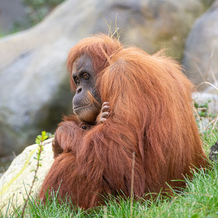 Orangutan (Pongo abelii)