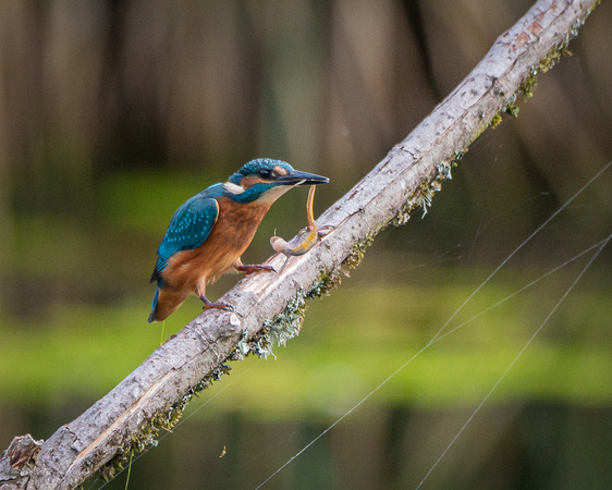 Juvenile common kingfisher (Alcedo atthis) with newt.