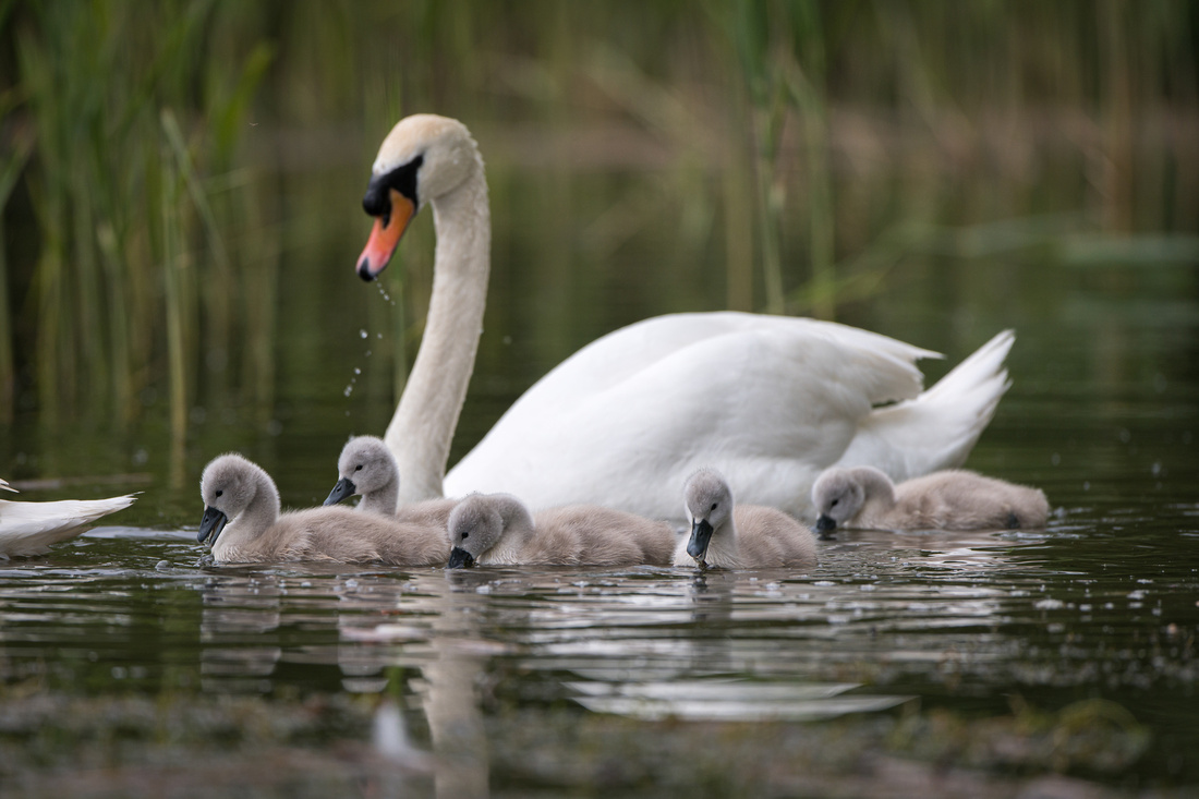 Mute swan family