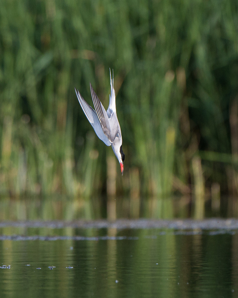 Common tern (Sterna hirundo)