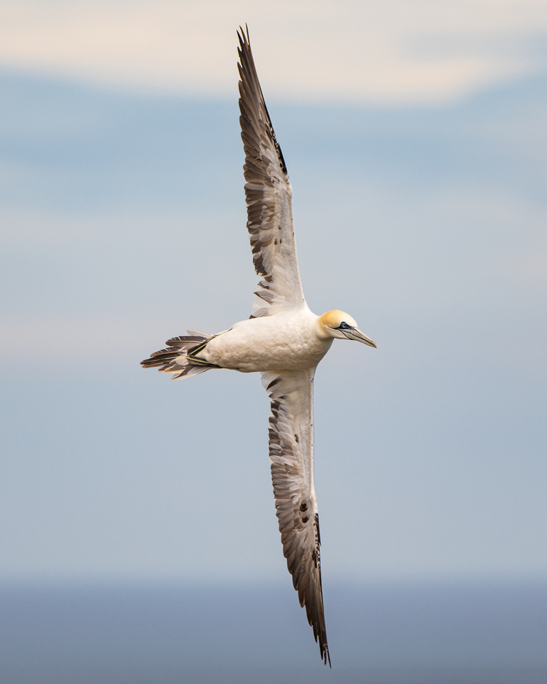 Northern gannet (Morus bassanus)