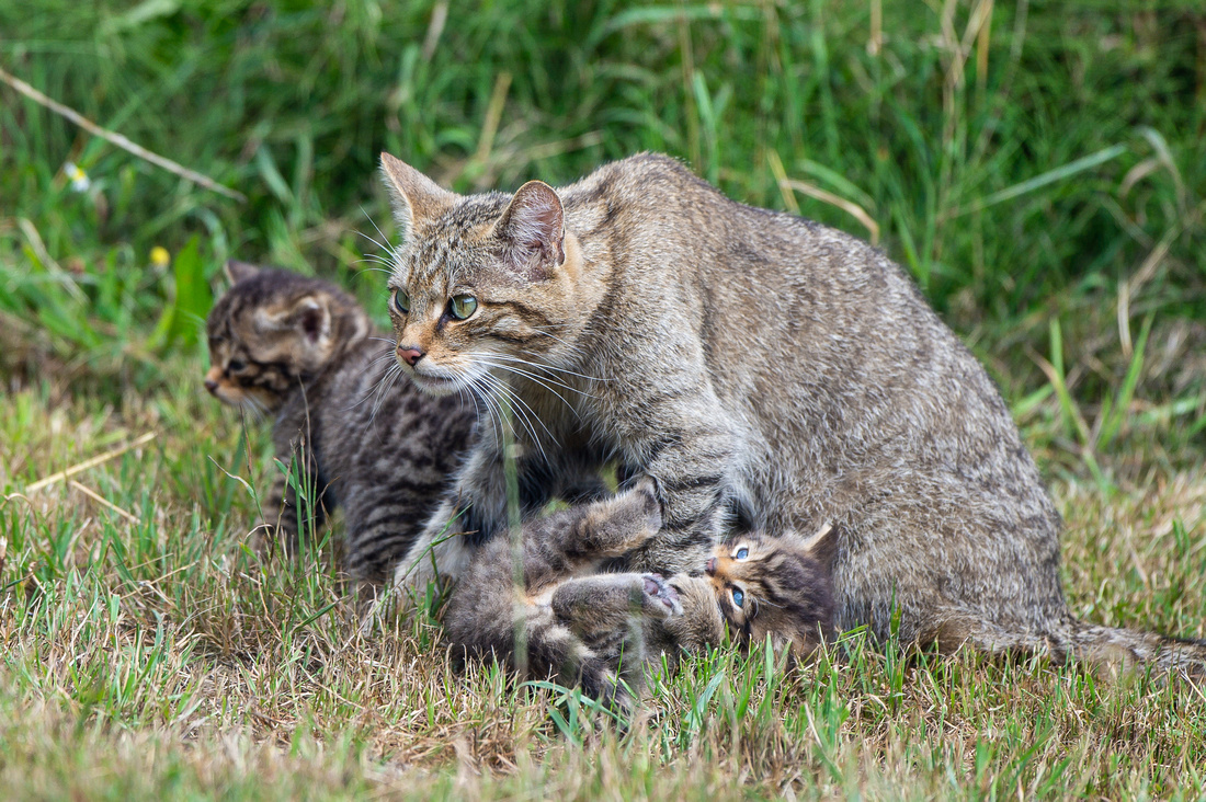 Scottish wildcat (Felis silvestris grampia) & kittens