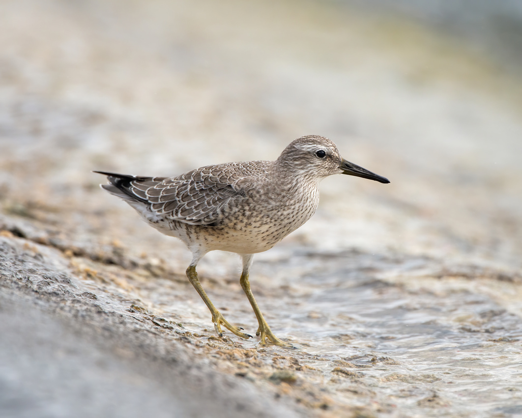 Knot (Calidris canutus)