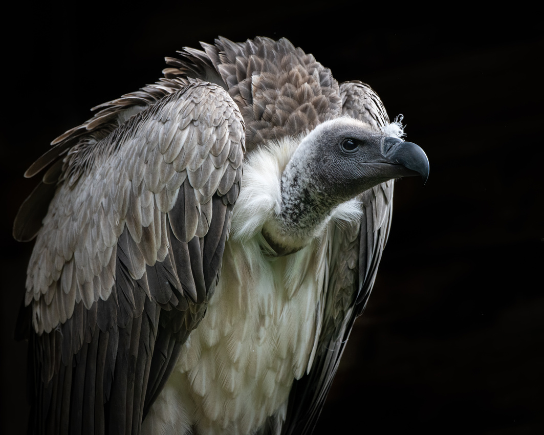 African white-backed vulture (Gyps africanus)