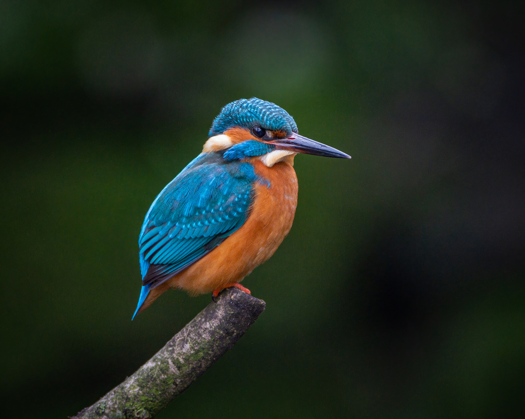 Common kingfisher (Alcedo atthis)