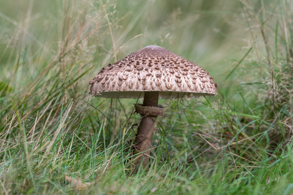 Parasol mushroom (Macrolepiota procera)