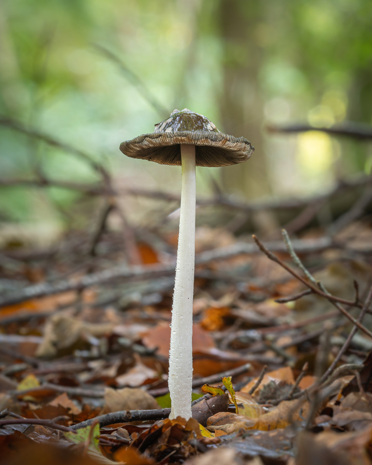 Magpie Inkcap (Coprinopsis picacea)