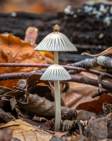 Pinwheel mushroom (Marasmius rotula)