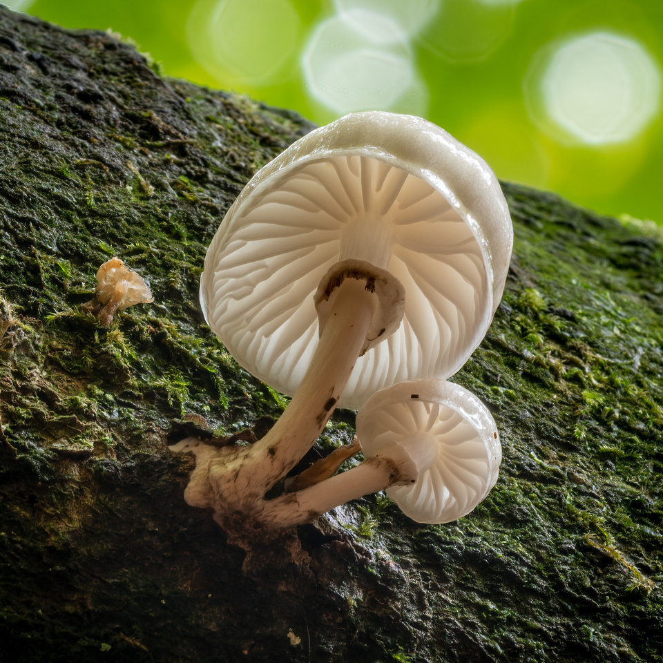 Porcelain Fungus (Oudemansiella mucida)