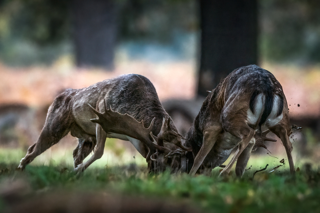 Fallow Buck Rut