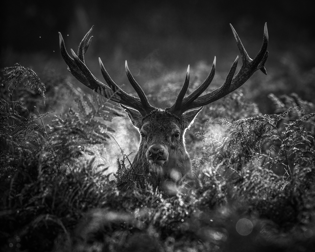 Red deer (Cervus elaphus)