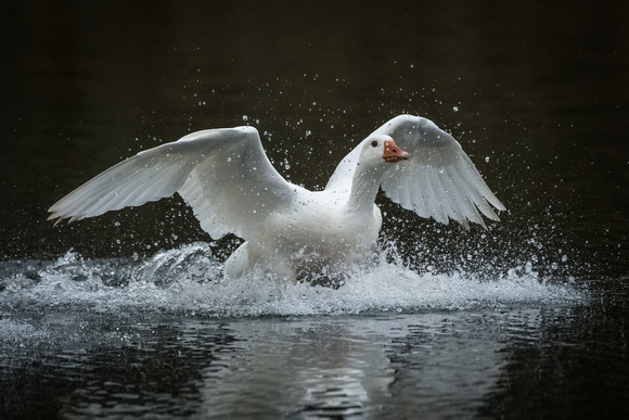 Goose Splashdown!