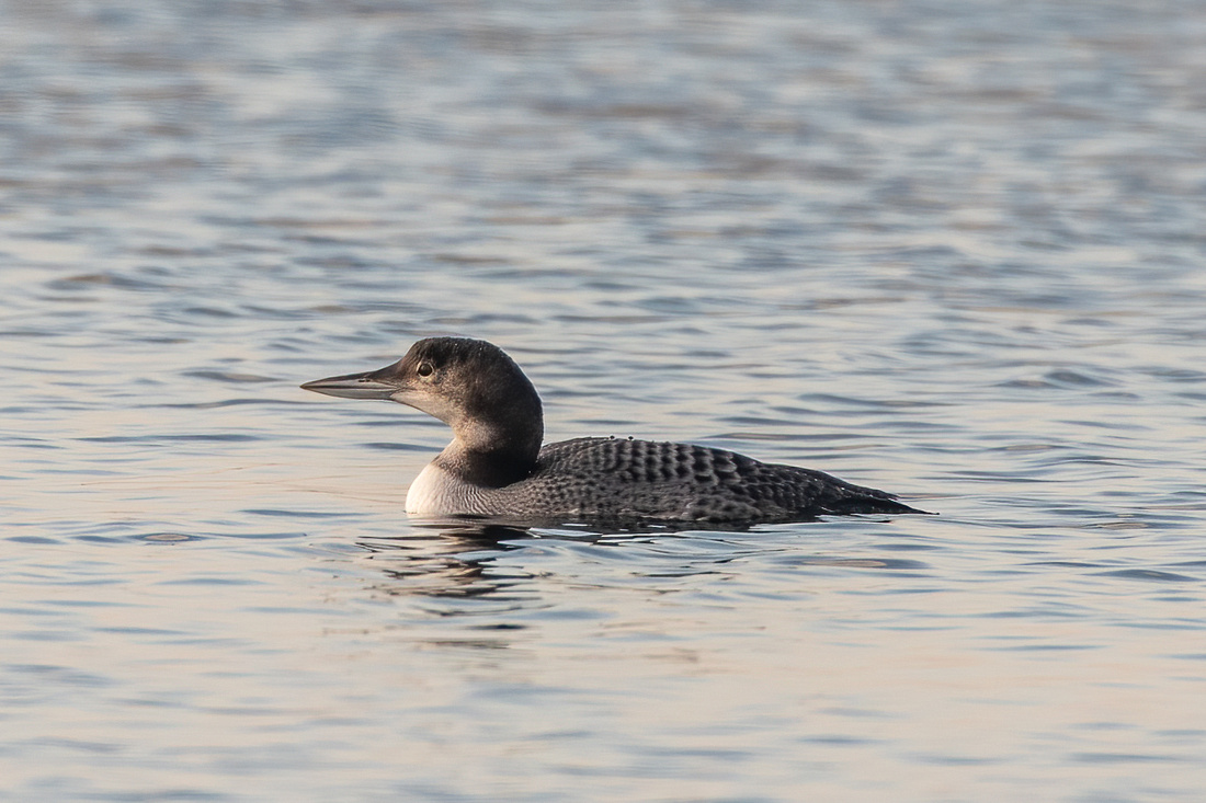 Great northern diver (Gavia immer)