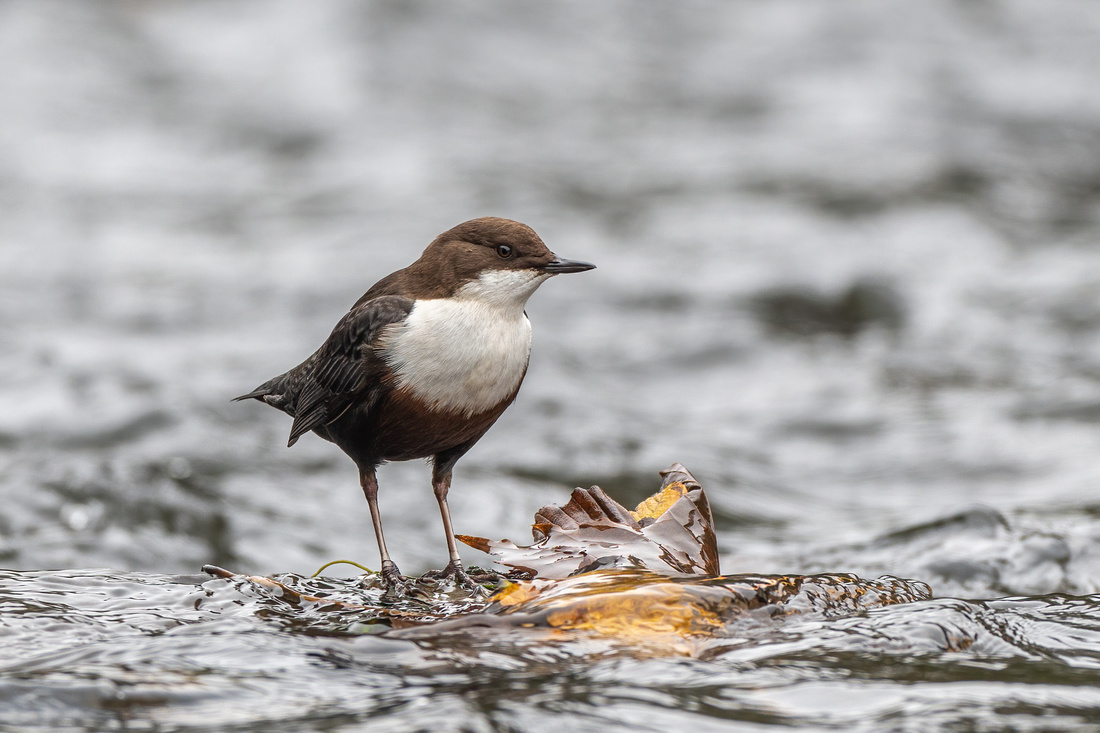 Dipper (Cinclus cinclus)