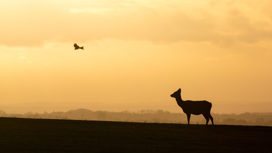 The Red Kite & the Deer