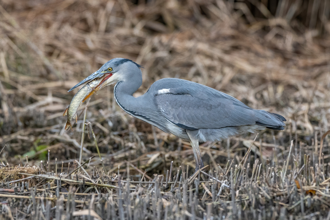 Grey heron (Ardea cinerea) with a pike