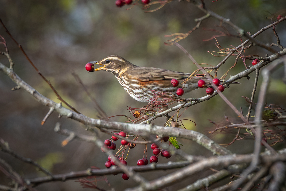 Redwing (Turdus iliacus)