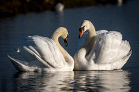 Mute swans (Cygnus olor)