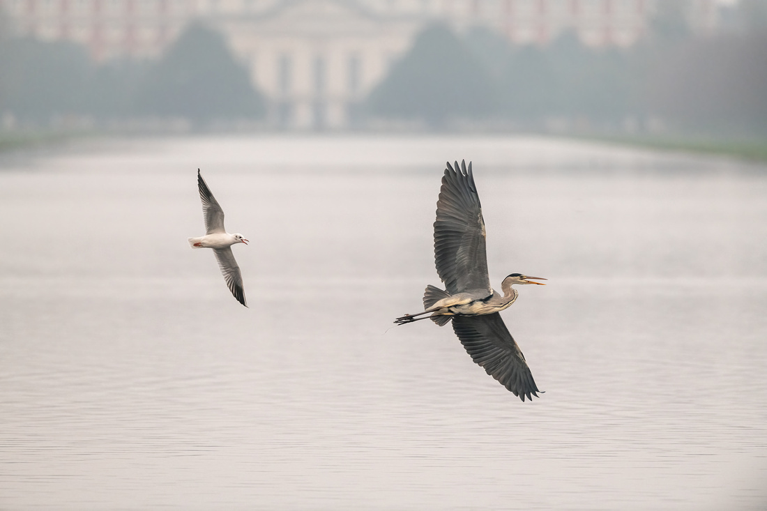 Grey heron (Ardea cinerea) & black-headed gull (Chroicocephalus ridibundus)