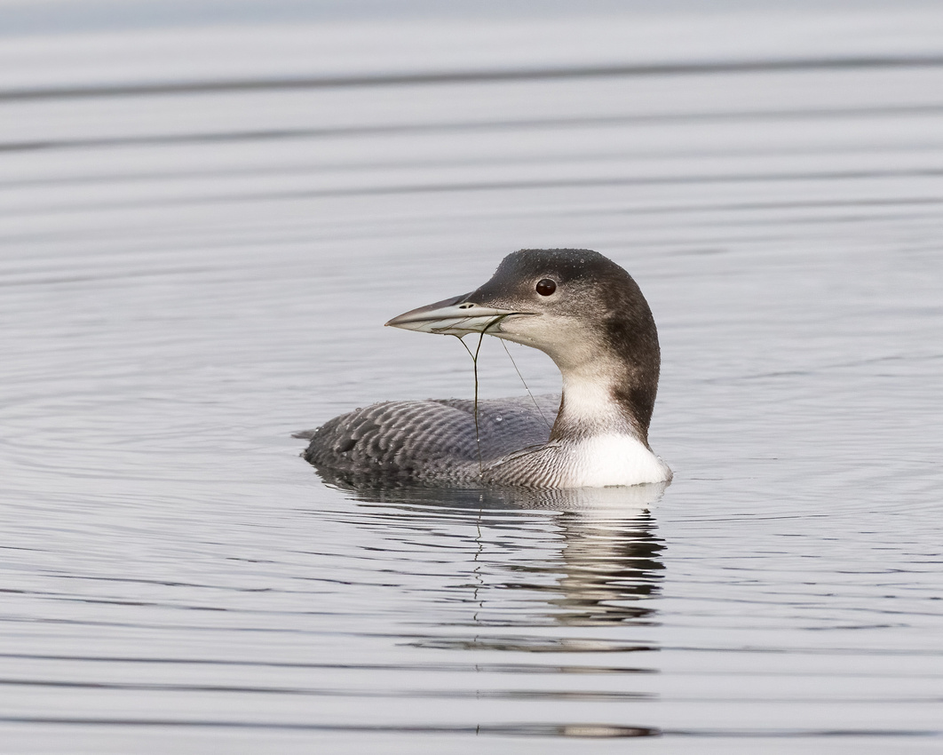Great northern diver (Gavia immer)