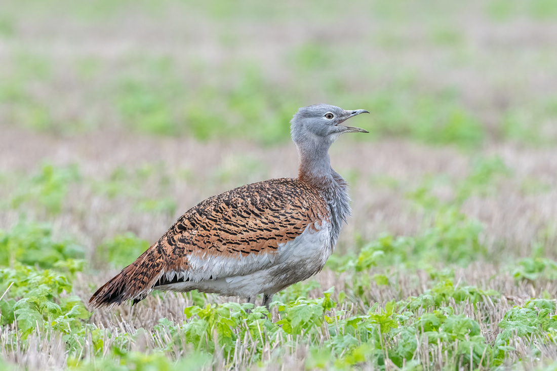 Great bustard (Otis tarda)