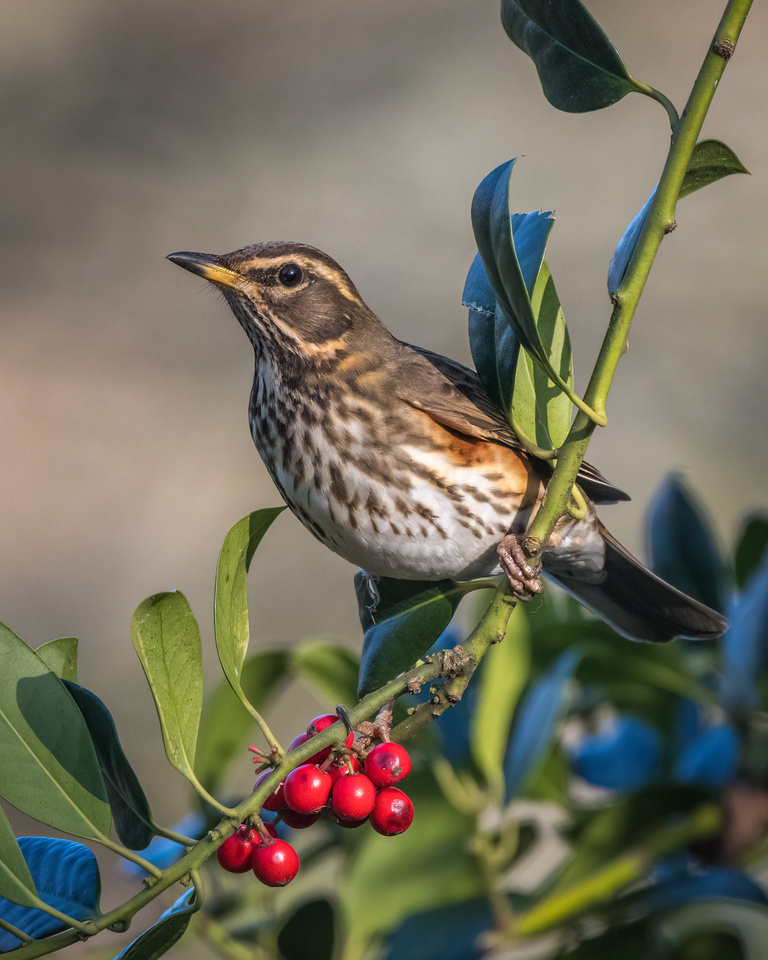 Redwing (Turdus iliacus)