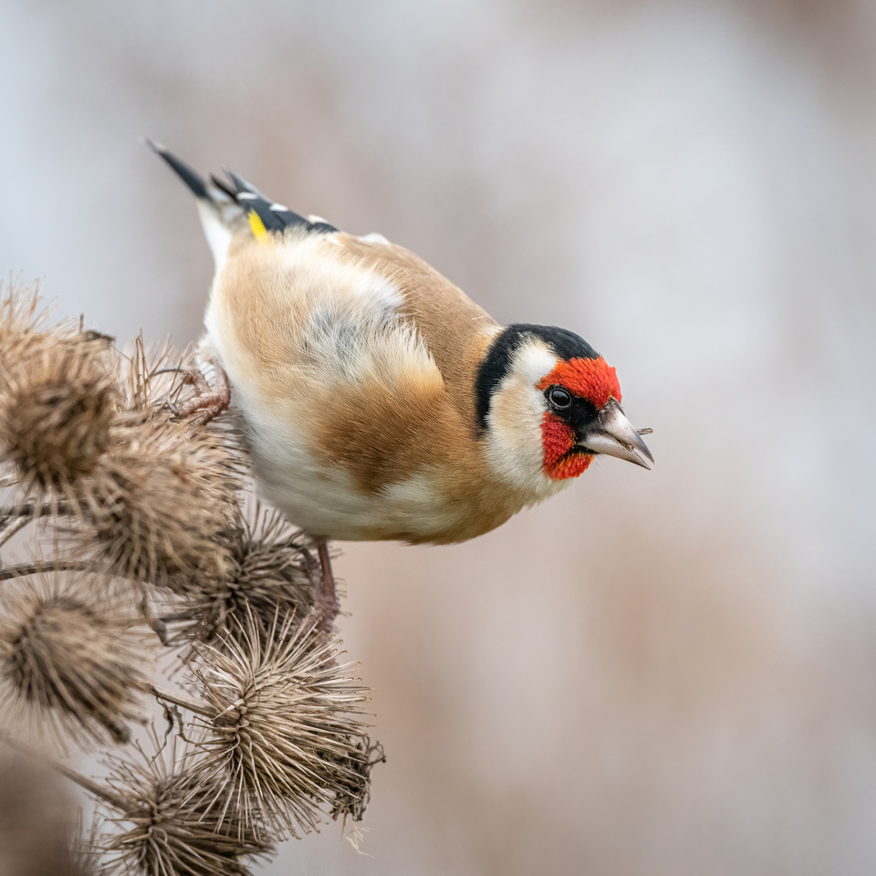 Goldfinch (Carduelis carduelis)