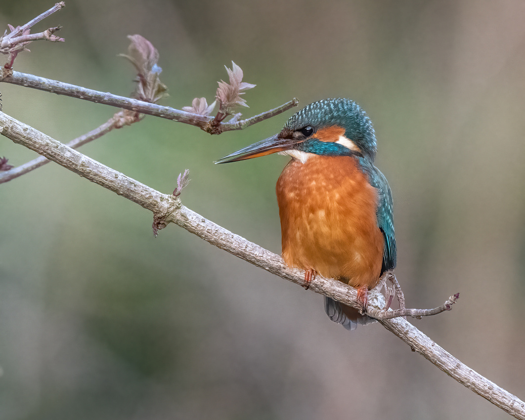 Common kingfisher (Alcedo atthis)