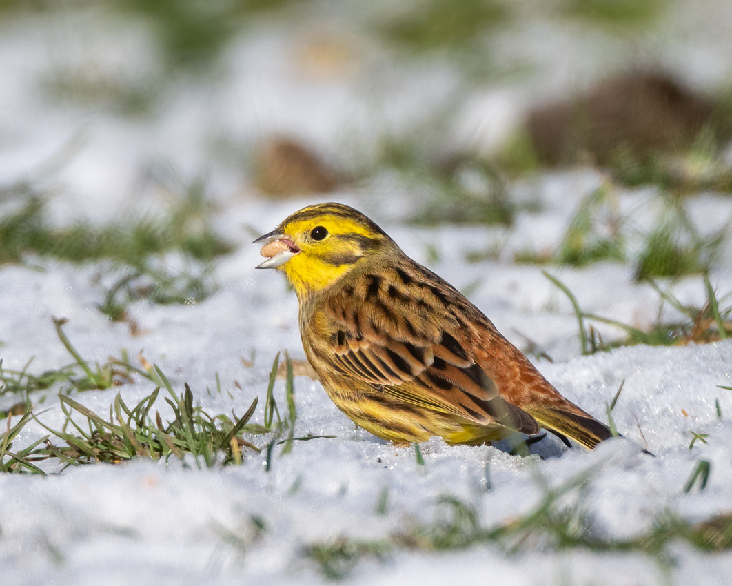 Yellowhammer (Emberiza citrinella)