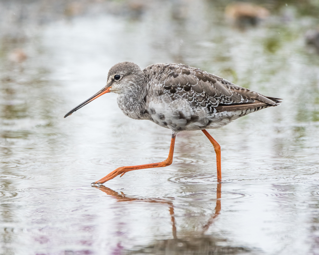 Spotted redshank (Tringa erythropus)