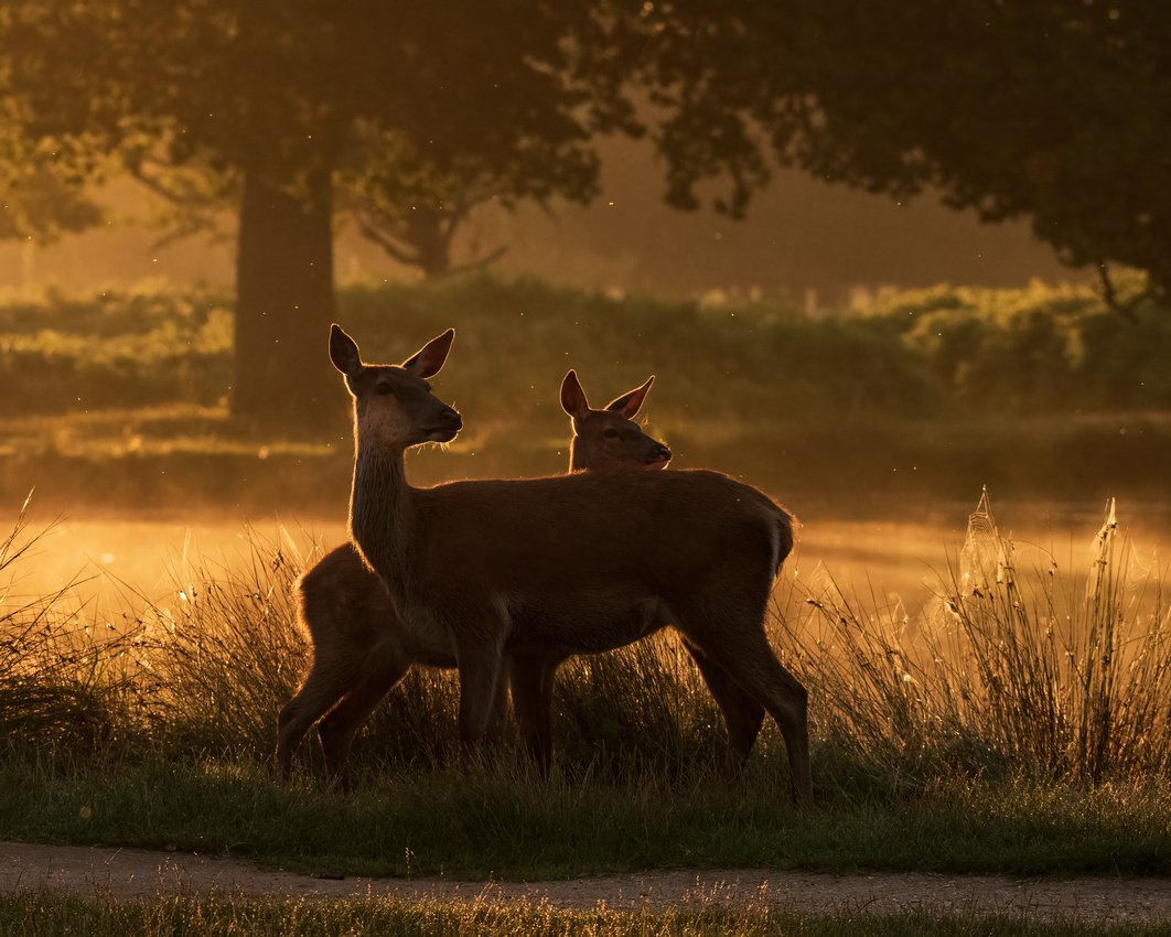 Red deer (Cervus elaphus)