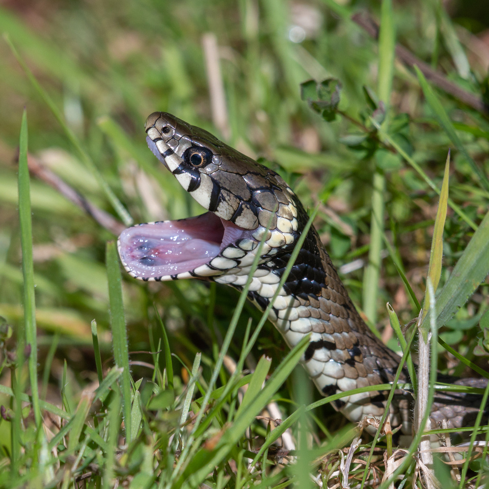 Grass snake (Natrix natrix)