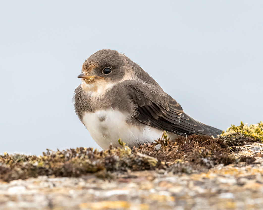 Juvenile sand martin (Riparia riparia)