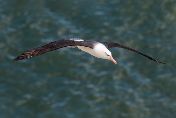 Black-browed albatross (Thalassarche melanophris)