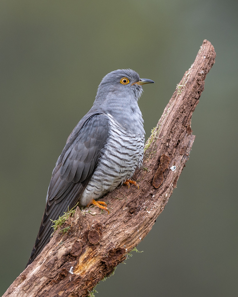 Common cuckoo (Cuculus canorus)