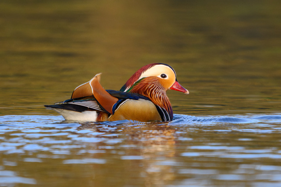 Mandarin duck (Aix galericulata)