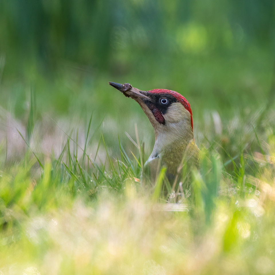 European green woodpecker (Picus viridis)