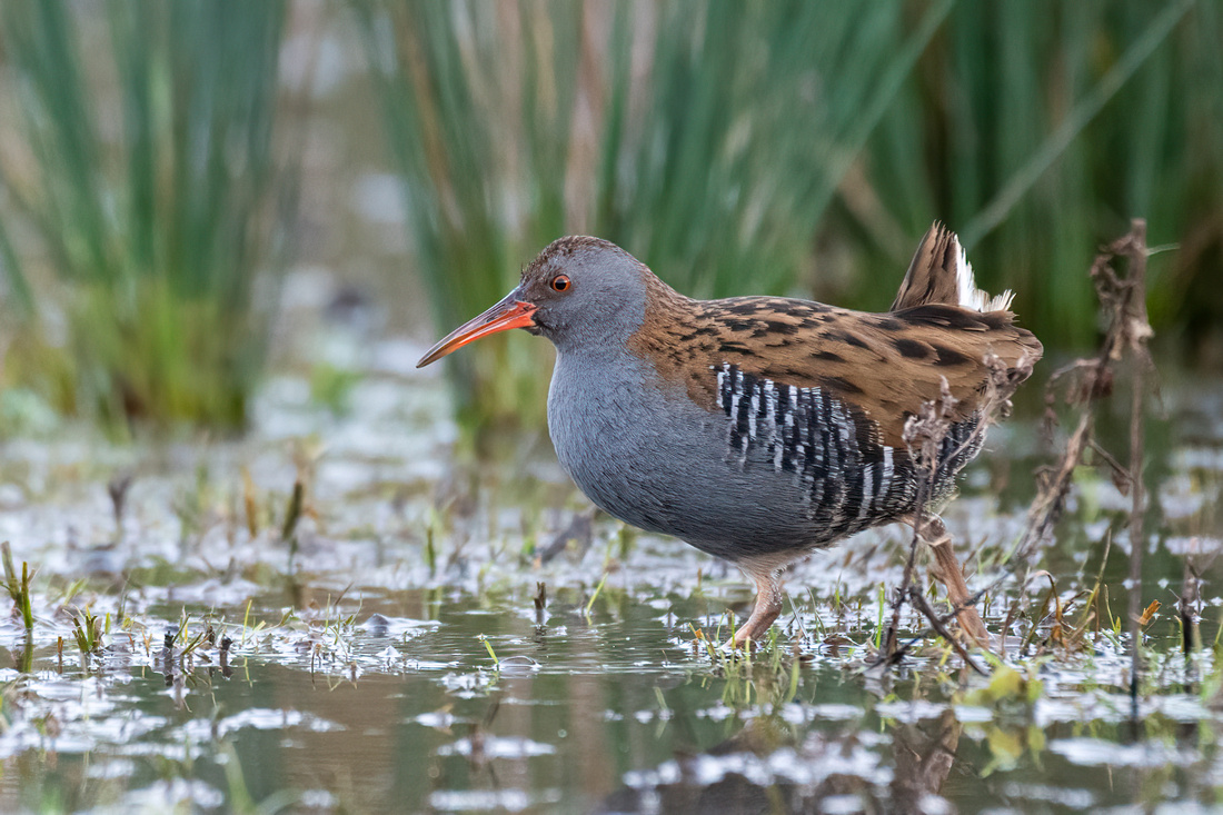 Water rail (Rallus aquaticus)