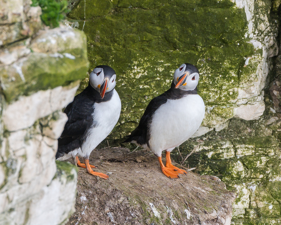 Atlantic puffin (Fratercula arctica)