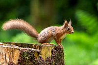 Red squirrel (Sciurus vulgaris)