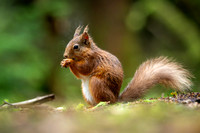 Red squirrel (Sciurus vulgaris)