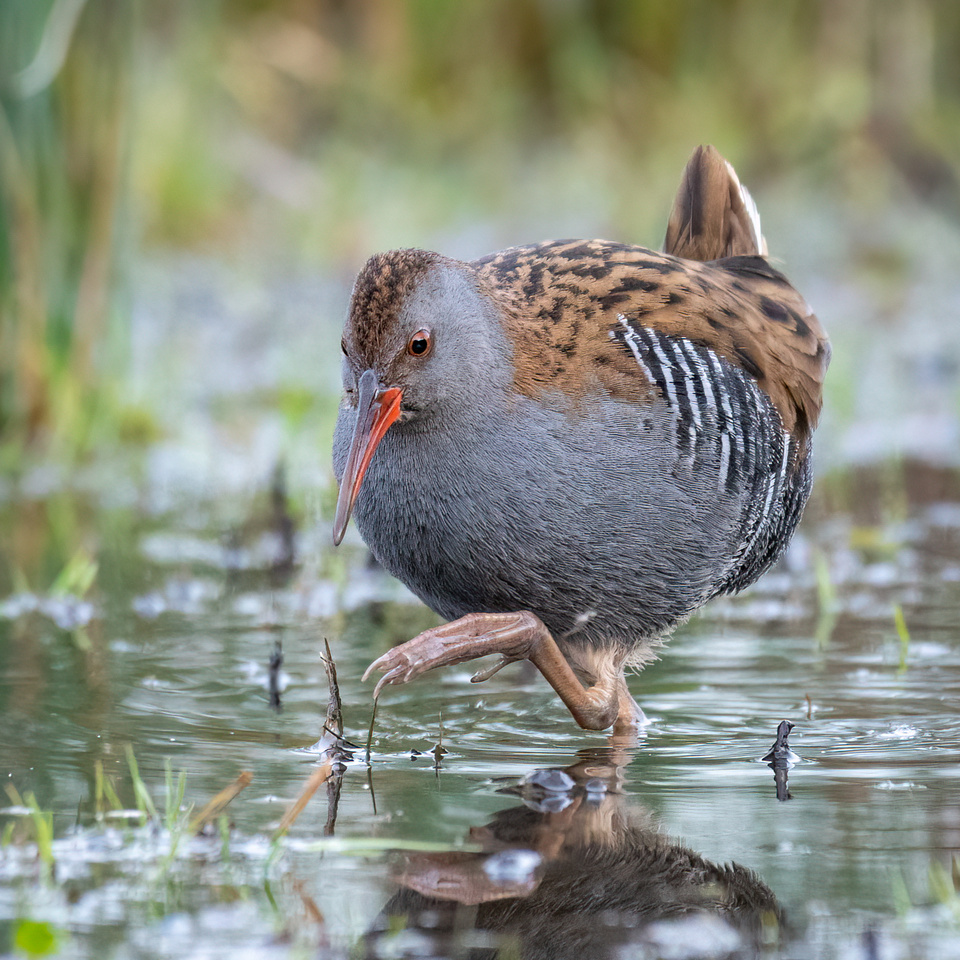 Water rail (Rallus aquaticus)